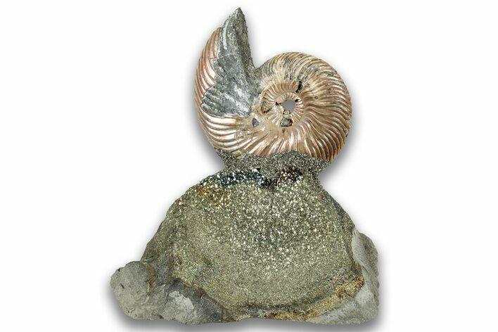 Iridescent, Pyritized Ammonite (Quenstedticeras) Fossil Display #324258
